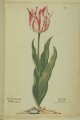 Admeral Rotgans Tulip, an extinct broken Dutch cultivar.