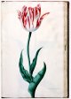 Admirael Gouda Tulip - Image 59 in the NEHA Tulip Book.