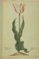 Admirael Liefiens (Liefkens) Tulip, an extinct broken Dutch cultivar.