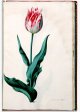 Admirael Tol Tulip - Image 58 in the NEHA Tulip Book.