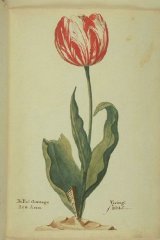 Admiral Veriick (van der Eijck) tulip illustration from the P. Cos Tulip Book.