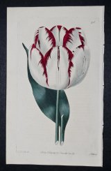 Bartlett's Thunderbolt Tulip