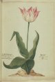 Blijenburgher, de vroege (etc) Tulip, an extinct broken Dutch cultivar.