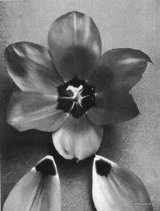 Fig. 10 from the Report of the Tulip Nomenclature Committee, 1914-15: Cottage Tulip � Coronation Scarlet.