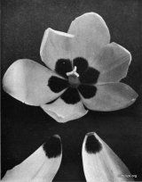 Fig. 11 from the Report of the Tulip Nomenclature Committee, 1914-15: Cottage Tulip � Strangulata Primulina.