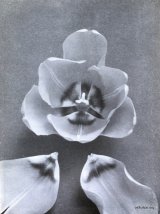 Fig. 12 from the Report of the Tulip Nomenclature Committee, 1914-15: Darwin Tulip � Prof. Rawenhof.