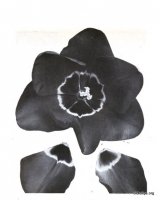 Fig. 13 from the Report of the Tulip Nomenclature Committee, 1914-15: Darwin Tulip � Isis