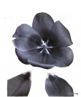 Fig. 14 from the Report of the Tulip Nomenclature Committee, 1914-15: Darwin Tulip � Purple King.