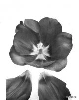 Fig. 15 from the Report of the Tulip Nomenclature Committee, 1914-15: Darwin Tulip � Berthold Schwartz