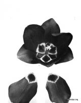 Fig. 16 from the Report of the Tulip Nomenclature Committee, 1914-15: Darwin tulip � Auber.