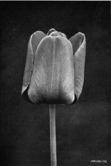 Fig. 19 from the Report of the Tulip Nomenclature Committee, 1914-15: Darwin Tulip �Bleu Aimable.