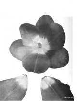 Fig. 20 from the Report of the Tulip Nomenclature Committee, 1914-15: Darwin Tulip � Europe, base white.