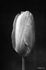 Fig 3 from the Report of the Tulip Nomenclature Committee. 1914-15: Cottage Tulip � John Ruskin.