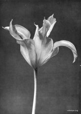Fig. 4 from the Report of the Tulip Nomenclature Committee, 1914-15: Cottage Tulip � Retroflexa.