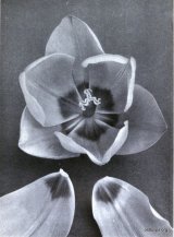 Fig. 6 from the Report of the Tulip Nomenclature Committee, 1914-15; Darwin Tulip - Sieraad van Flora