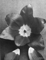 Fig. 7 from the Report of the Tulip Nomenclature Committee, 1914-15: Cottage Tulip � Scarlet Emperor.