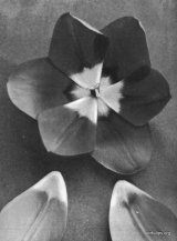 Fig. 8 from the Report of the Tulip Nomenclature Committee, 1914-15: Cottage Tulip � Rose Beauty.