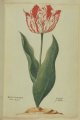 Branden-burgher Tulip, an extinct broken Dutch cultivar.