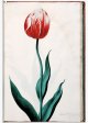 de groote Pronckert Tulip - Image 53 in the NEHA Tulip Book.