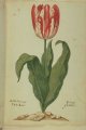 Gouda Tulip, an extinct broken Dutch tulip.