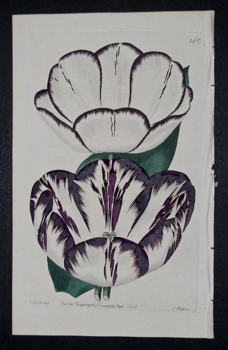 Louis XVI Tulip - an extinct English Florists tulip.