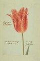 Orangie Camelot Tulip, an extinct broken Dutch tulip.