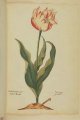 Pocgher Tulip - and extinct broken Dutch tulip from the time of Tulipmania.
