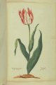 Rector Tulip, an extinct broken Dutch tulip.