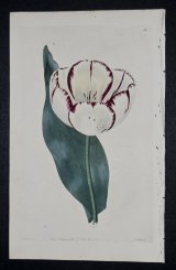 Rose Juno Extinct English Florists Tulip