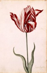 Semper Augustus Tulip illustration from the Great Tulip Book owned by Norton Simon Museum.