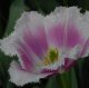 A recent fringed tulip, Siesta, 2000.