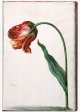 Unnamed Tulip - Image 40 in the NEHA Tulip Book.