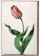 Unnamed Tulip - Image 42 in the NEHA Tulip Book.