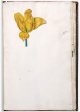 Unnamed Tulip - Image 66 in the NEHA Tulip Book.