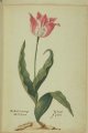 Uyt Roepien Tulip, an extinct broken Dutch cultivar.