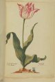 blijenburgher Tulip (vroege), an extinct broken Dutch tulip.
