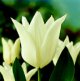Lily-flowered tulip White Triumphator, 1942.